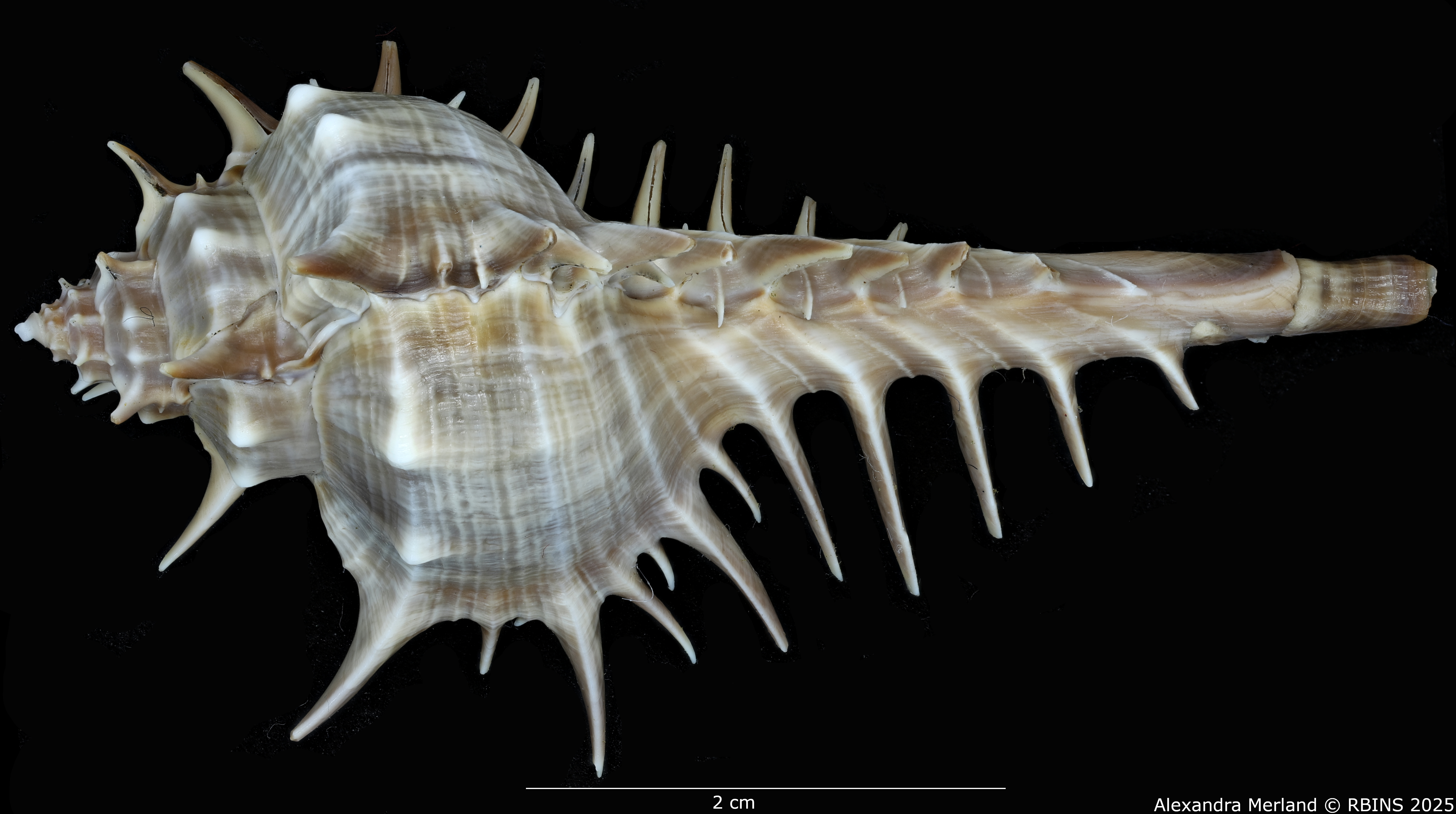 BE-RBINS-INV-MT-2204-Murex-(Murex)-spinastreptos-ht-D.jpg