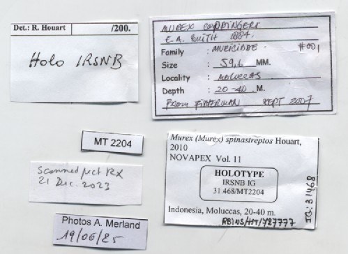BE-RBINS-INV-MT-2204-Murex-(Murex)-spinastreptos-ht-label.jpg BE-RBINS-INV-MT-2204-Murex-(Murex)-spinastreptos-ht-label.jpg