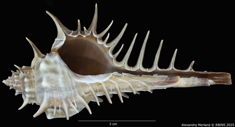 BE-RBINS-INV-MT-2204-Murex-(Murex)-spinastreptos-ht-V.jpg BE-RBINS-INV-MT-2204-Murex-(Murex)-spinastreptos-ht-V.jpg