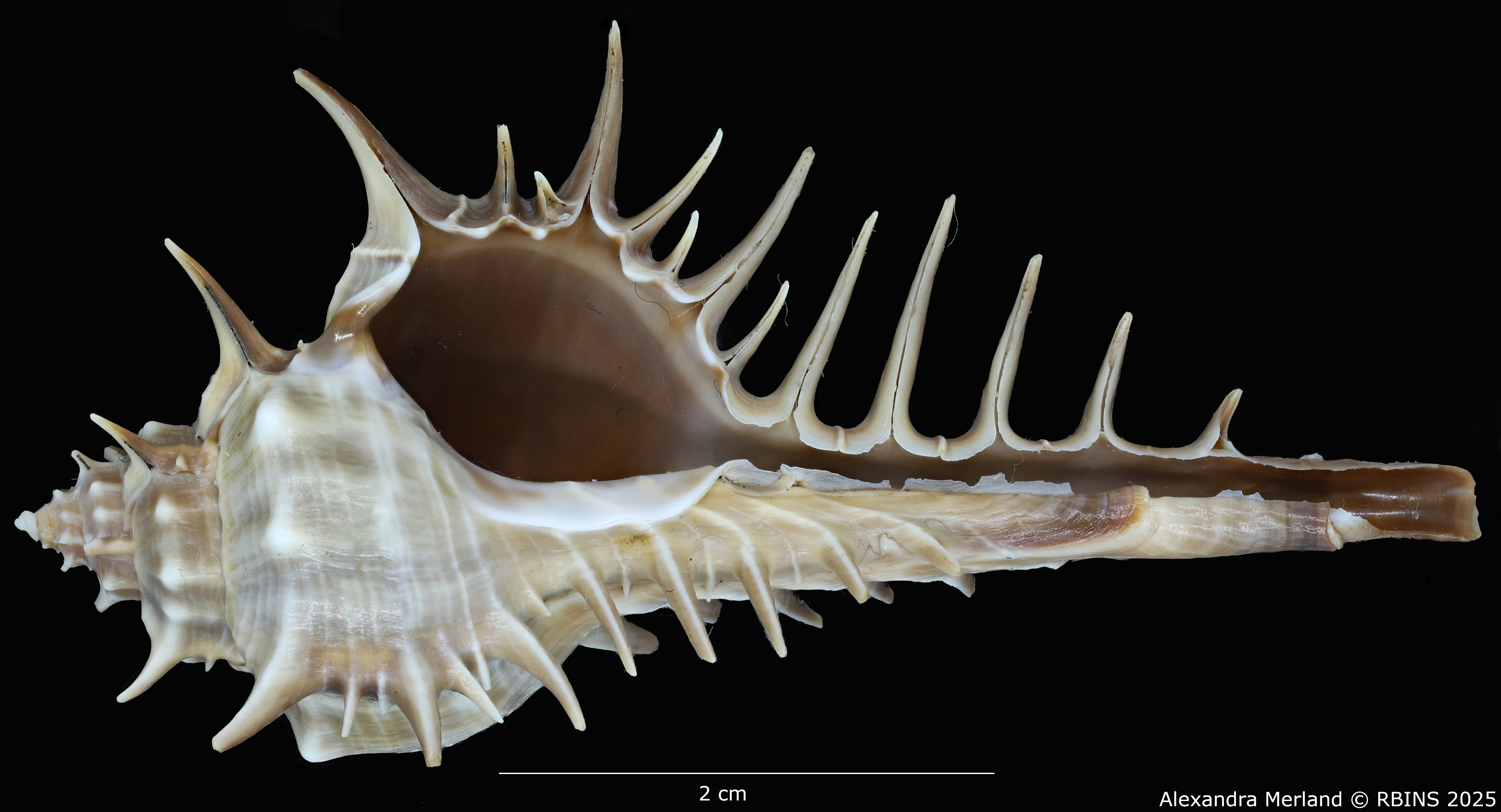 BE-RBINS-INV-MT-2204-Murex-(Murex)-spinastreptos-ht-V.jpg