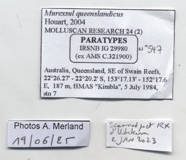BE-RBINS-INV-MT-547-Murexsul-queenslandicus-pt-label.jpg