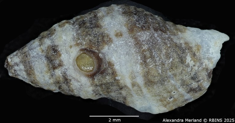 BE-RBINS-INV-MT-2525-Muricopsis-annobonensis-pt-D.jpg BE-RBINS-INV-MT-2525-Muricopsis-annobonensis-pt-D.jpg