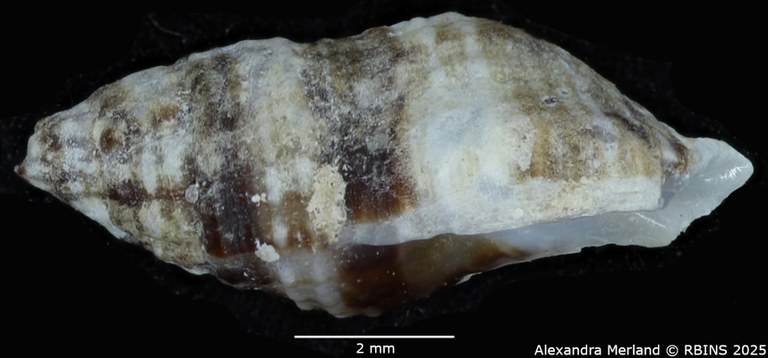 BE-RBINS-INV-MT-2525-Muricopsis-annobonensis-pt-L.jpg BE-RBINS-INV-MT-2525-Muricopsis-annobonensis-pt-L.jpg