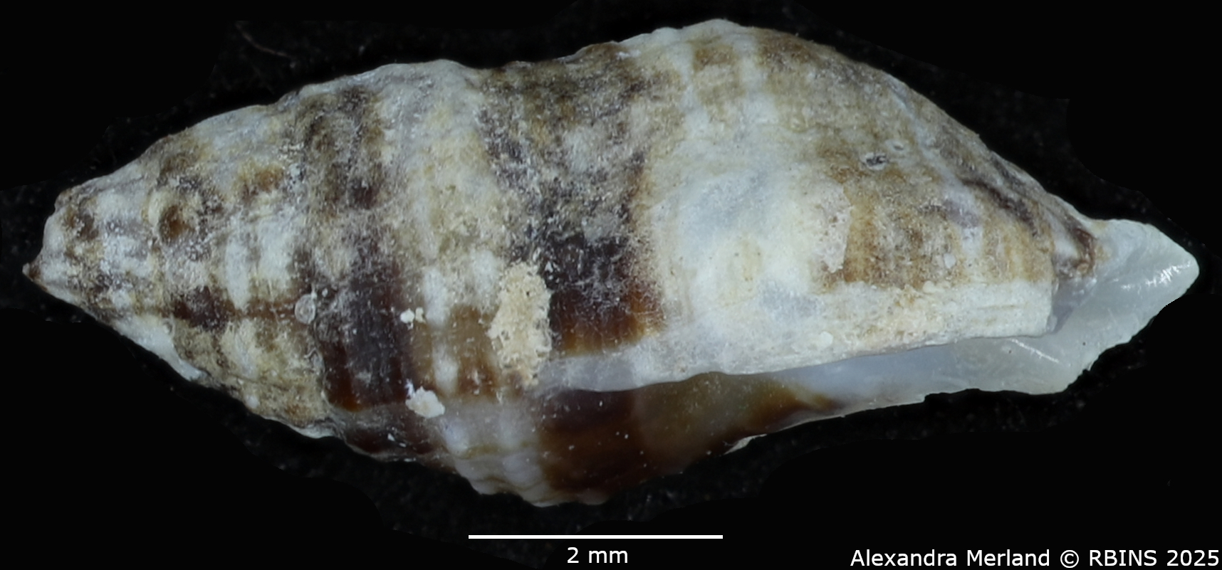 BE-RBINS-INV-MT-2525-Muricopsis-annobonensis-pt-L.jpg