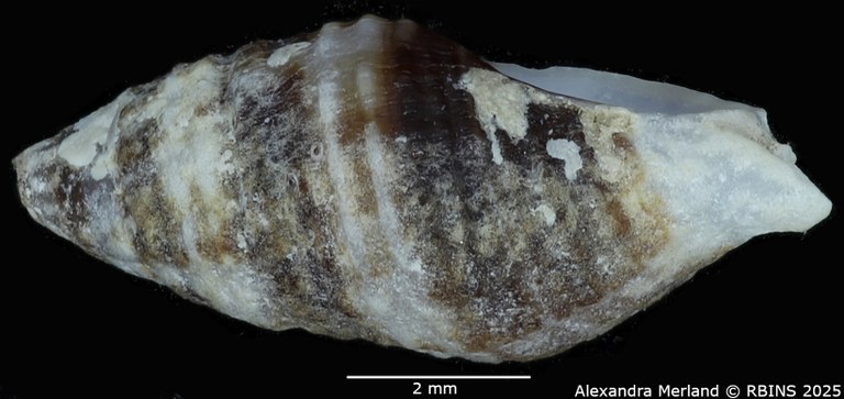 BE-RBINS-INV-MT-2525-Muricopsis-annobonensis-pt-L2.jpg BE-RBINS-INV-MT-2525-Muricopsis-annobonensis-pt-L2.jpg