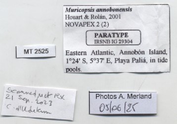 BE-RBINS-INV-MT-2525-Muricopsis-annobonensis-pt-label.jpg BE-RBINS-INV-MT-2525-Muricopsis-annobonensis-pt-label.jpg