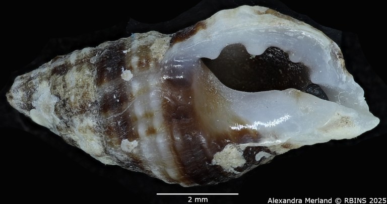 BE-RBINS-INV-MT-2525-Muricopsis-annobonensis-pt-V.jpg BE-RBINS-INV-MT-2525-Muricopsis-annobonensis-pt-V.jpg