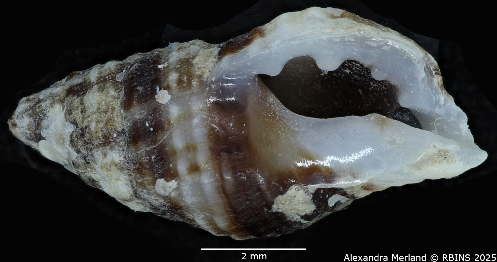 BE-RBINS-INV-MT-2525-Muricopsis-annobonensis-pt-V.jpg