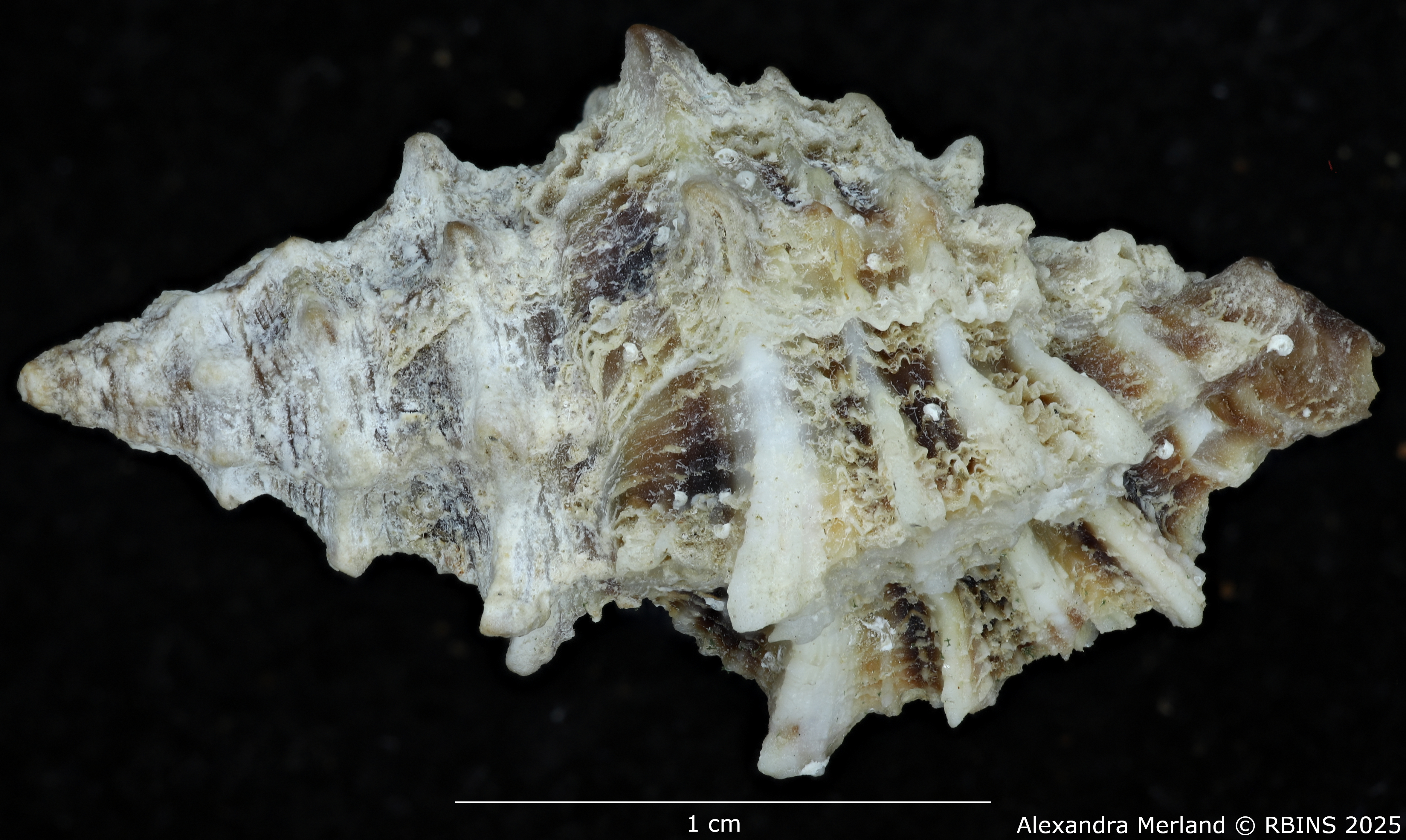 BE-RBINS-INV-MT-486-Muricopsis-cevikeri-ht-D.jpg