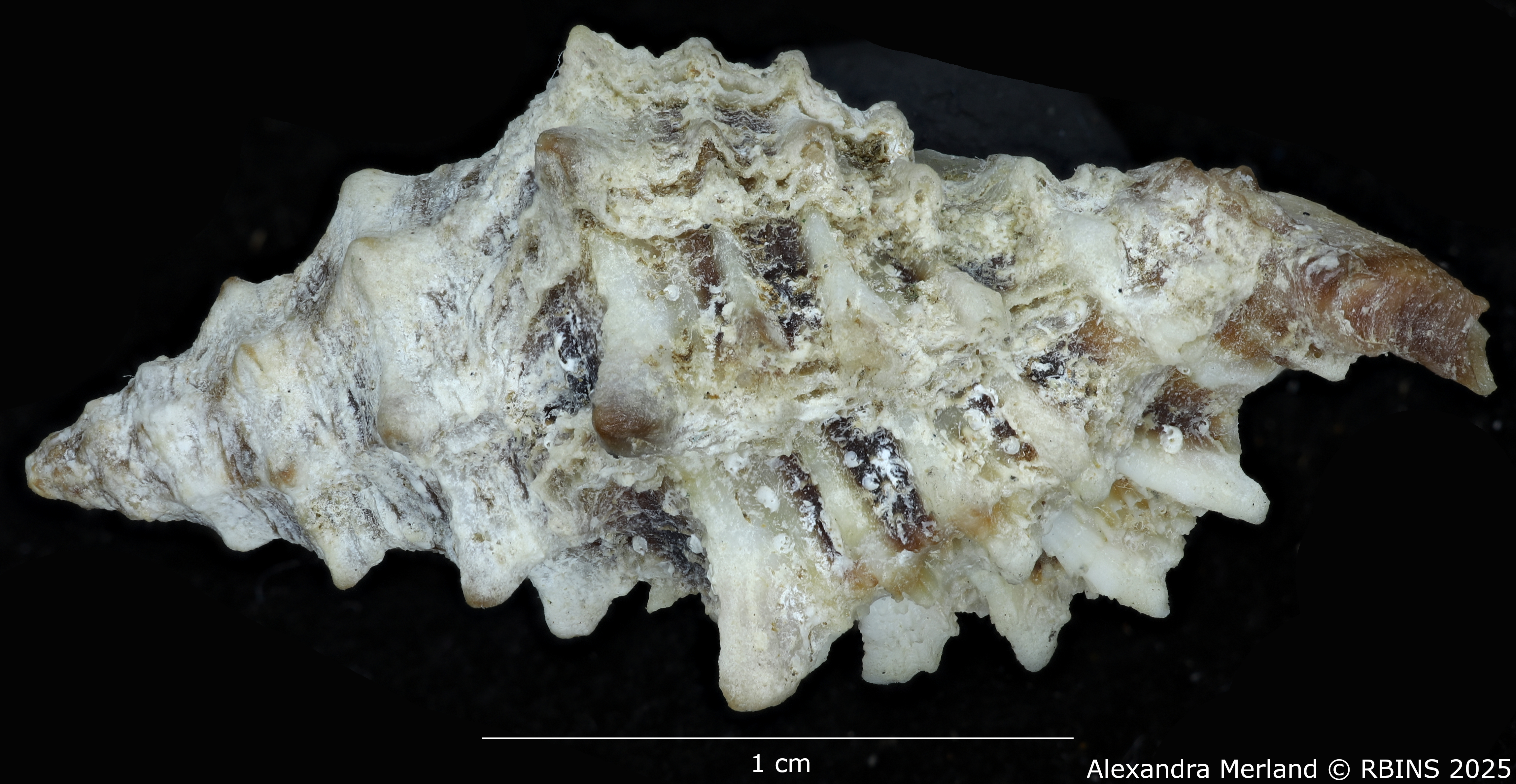 BE-RBINS-INV-MT-486-Muricopsis-cevikeri-ht-L2.jpg