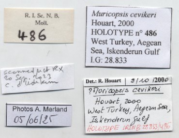 BE-RBINS-INV-MT-486-Muricopsis-cevikeri-ht-label.jpg BE-RBINS-INV-MT-486-Muricopsis-cevikeri-ht-label.jpg