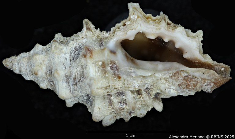 BE-RBINS-INV-MT-486-Muricopsis-cevikeri-ht-V.jpg
