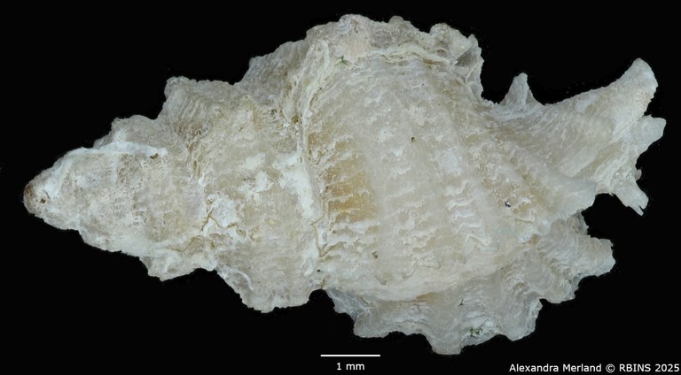 BE-RBINS-INV-MT-2526-Muricopsis-diamantina-pt-D.jpg BE-RBINS-INV-MT-2526-Muricopsis-diamantina-pt-D.jpg