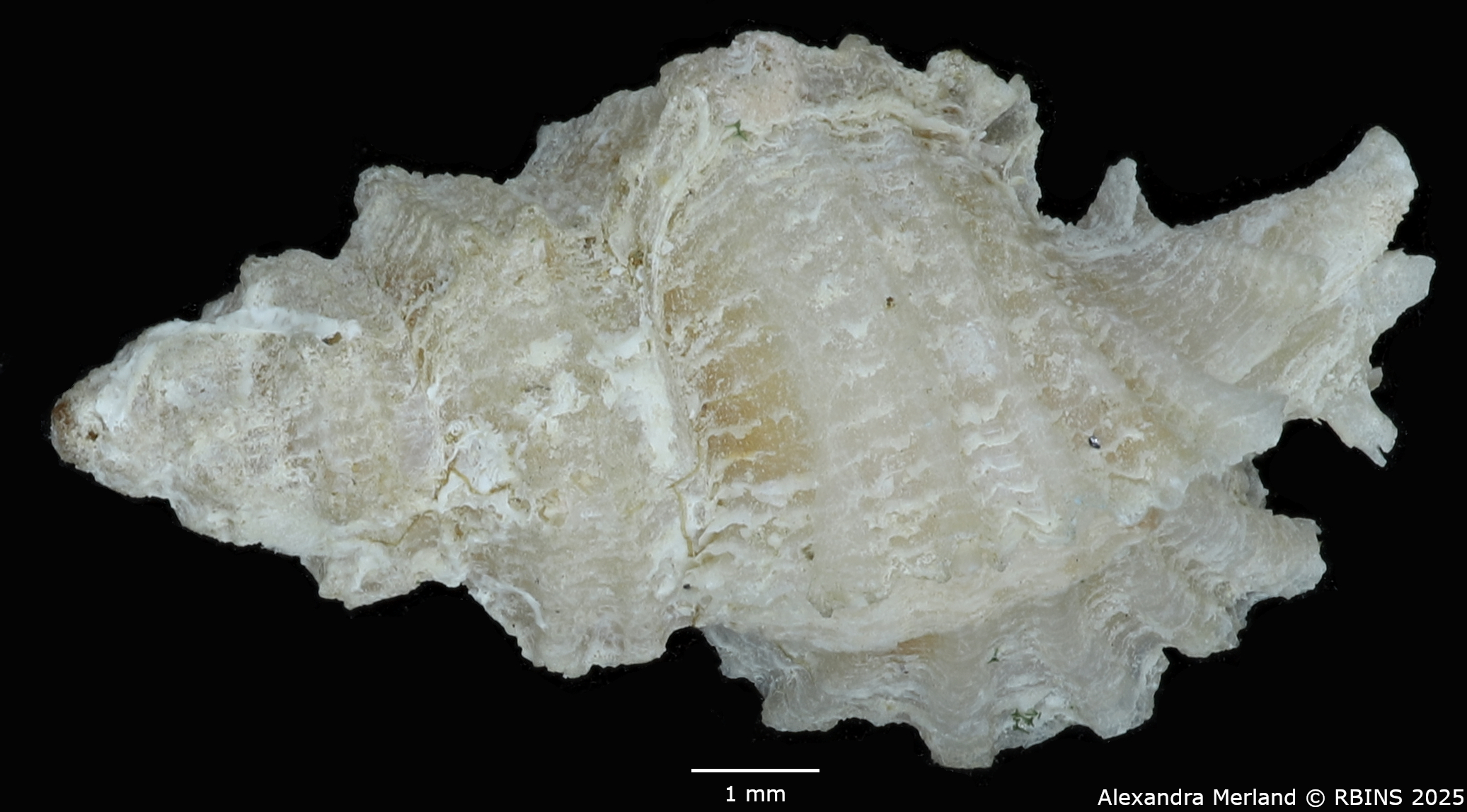 BE-RBINS-INV-MT-2526-Muricopsis-diamantina-pt-D.jpg