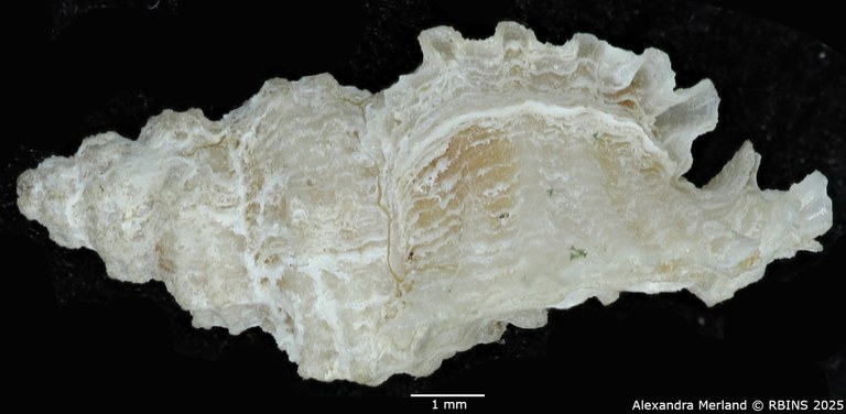 BE-RBINS-INV-MT-2526-Muricopsis-diamantina-pt-L.jpg BE-RBINS-INV-MT-2526-Muricopsis-diamantina-pt-L.jpg