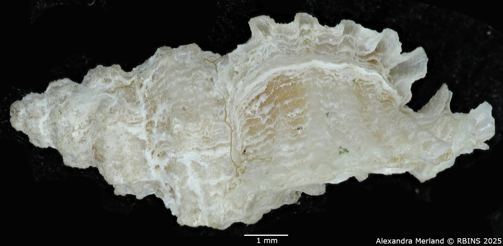 BE-RBINS-INV-MT-2526-Muricopsis-diamantina-pt-L.jpg