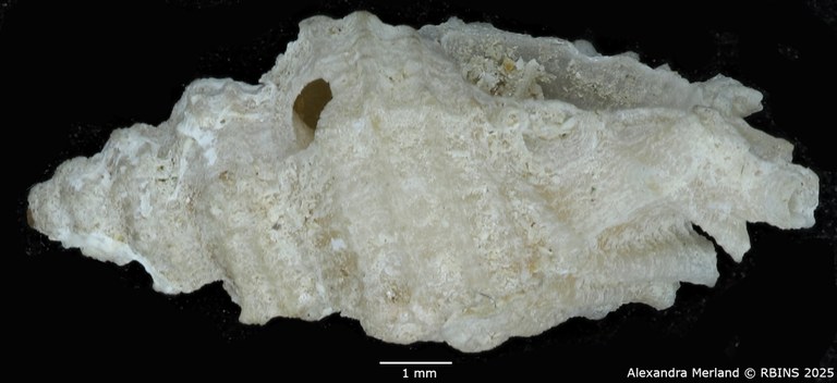 BE-RBINS-INV-MT-2526-Muricopsis-diamantina-pt-L2.jpg BE-RBINS-INV-MT-2526-Muricopsis-diamantina-pt-L2.jpg