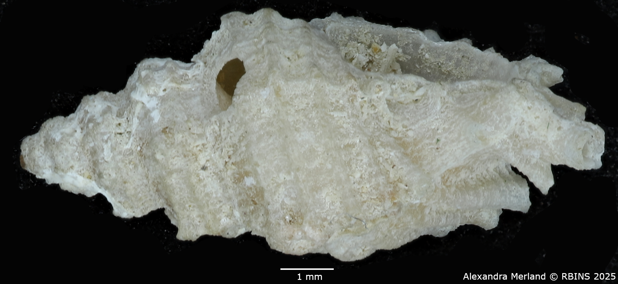 BE-RBINS-INV-MT-2526-Muricopsis-diamantina-pt-L2.jpg
