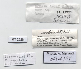BE-RBINS-INV-MT-2526-Muricopsis-diamantina-pt-label.jpg BE-RBINS-INV-MT-2526-Muricopsis-diamantina-pt-label.jpg