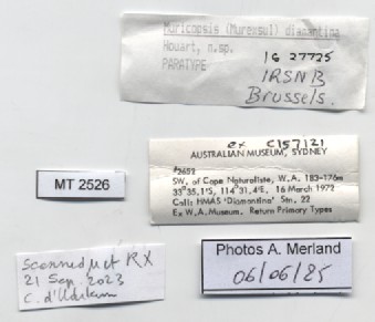 BE-RBINS-INV-MT-2526-Muricopsis-diamantina-pt-label.jpg