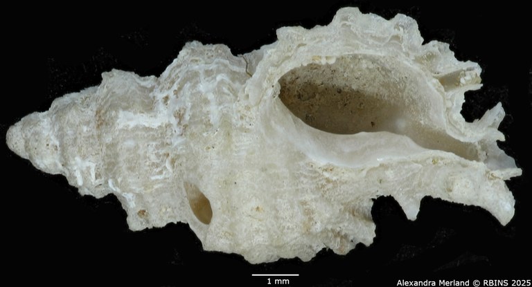 BE-RBINS-INV-MT-2526-Muricopsis-diamantina-pt-V.jpg BE-RBINS-INV-MT-2526-Muricopsis-diamantina-pt-V.jpg