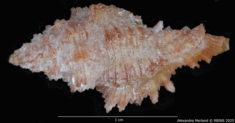 BE-RBINS-INV-MT-1977-Muricopsis-(Muricopsis)-testorii-ht-D.jpg