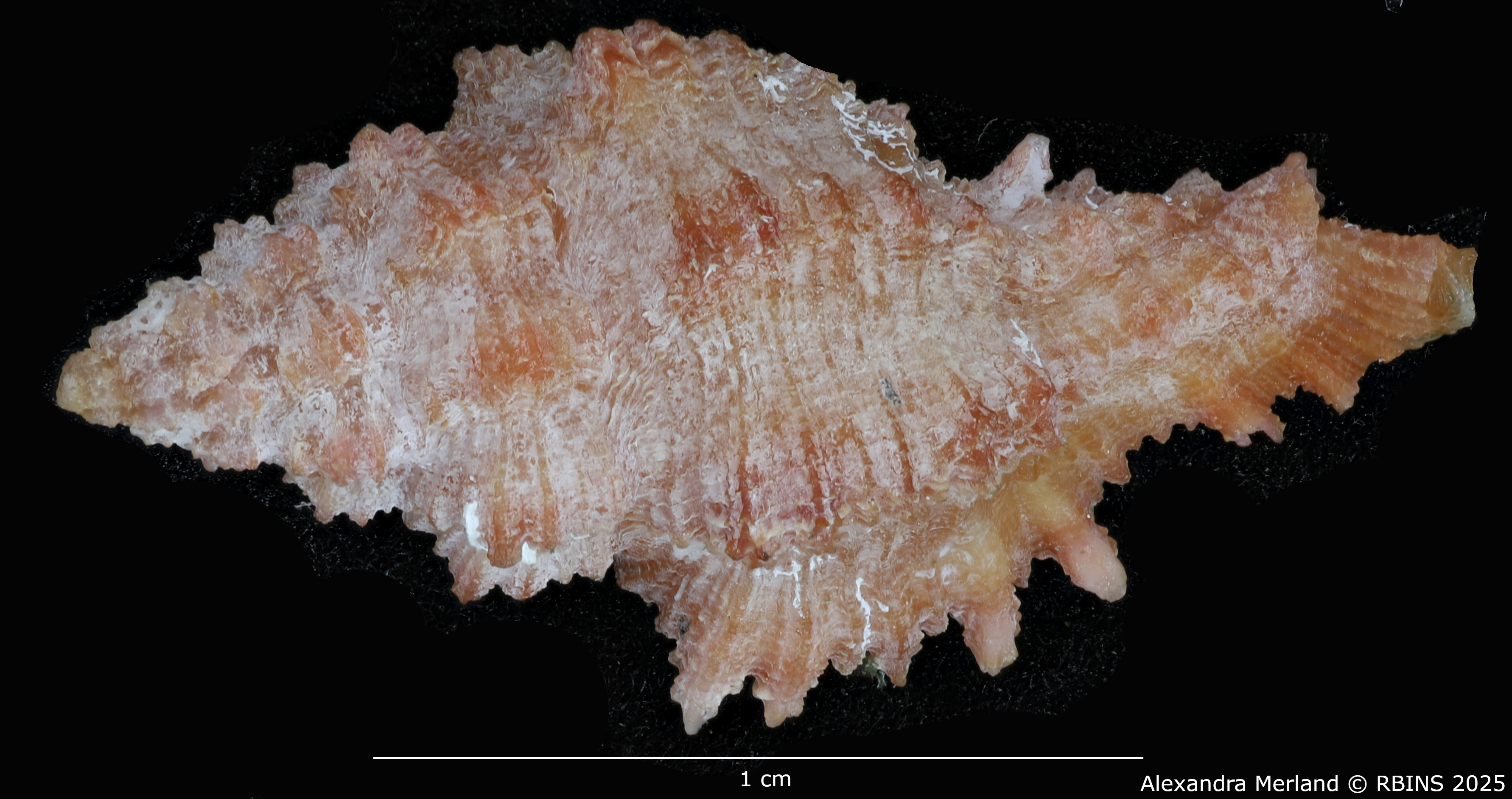 BE-RBINS-INV-MT-1977-Muricopsis-(Muricopsis)-testorii-ht-D.jpg