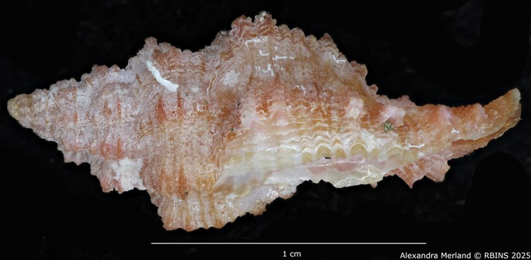 BE-RBINS-INV-MT-1977-Muricopsis-(Muricopsis)-testorii-ht-L.jpg