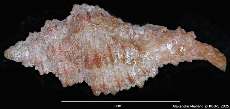 BE-RBINS-INV-MT-1977-Muricopsis-(Muricopsis)-testorii-ht-L2.jpg