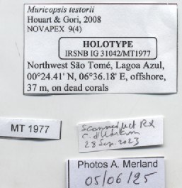 BE-RBINS-INV-MT-1977-Muricopsis-(Muricopsis)-testorii-ht-label.jpg