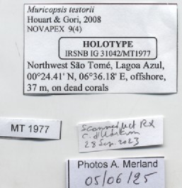 BE-RBINS-INV-MT-1977-Muricopsis-(Muricopsis)-testorii-ht-label.jpg