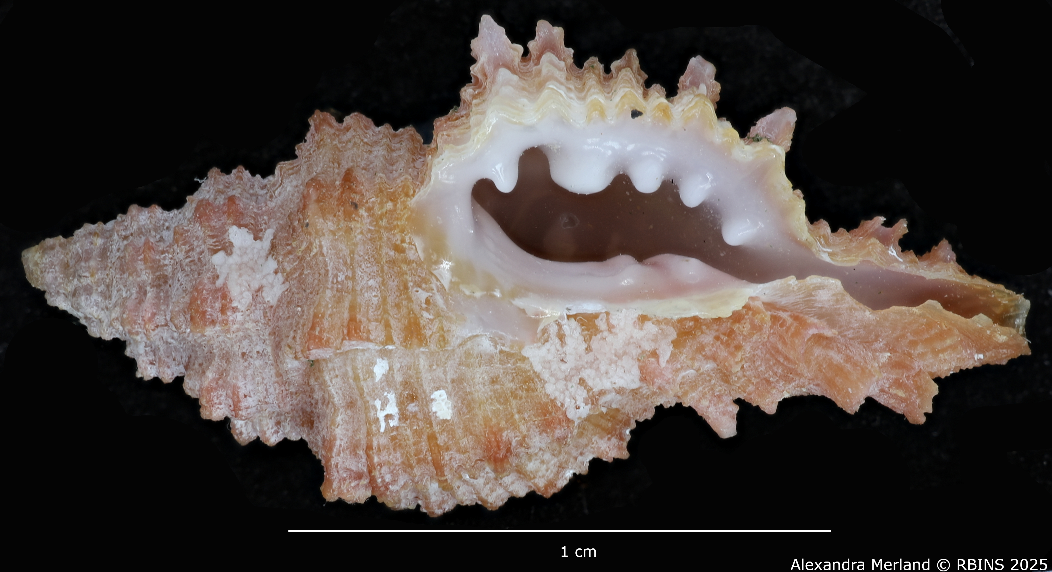 BE-RBINS-INV-MT-1977-Muricopsis-(Muricopsis)-testorii-ht-V.jpg
