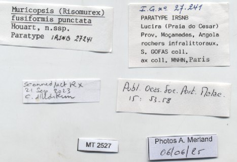 BE-RBINS-INV-MT-2527-Muricopsis-(Risomurex)-fusiformis-punctata-pt-label.jpg