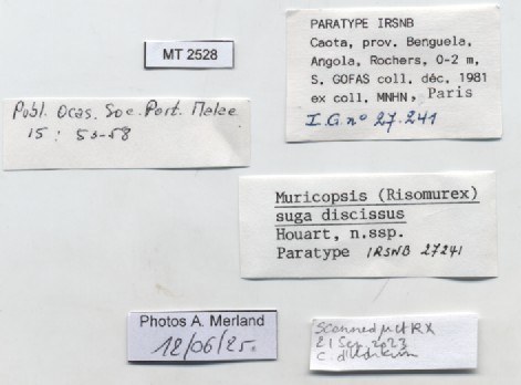 BE-RBINS-INV-MT-2528-Muricopsis-(Risomurex)-suga-discissus-pt-label.jpg