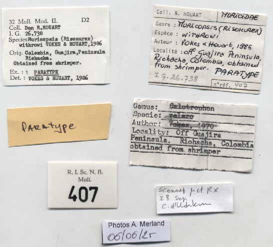 BE-RBINS-INV-MT-407-Muricopsis-(Risomurex)-withrowi-pt-label.jpg