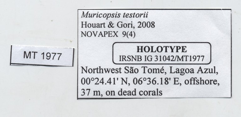 BE-RBINS-INV-MT-1977-Muricopsis-testorii-ht-label.jpg