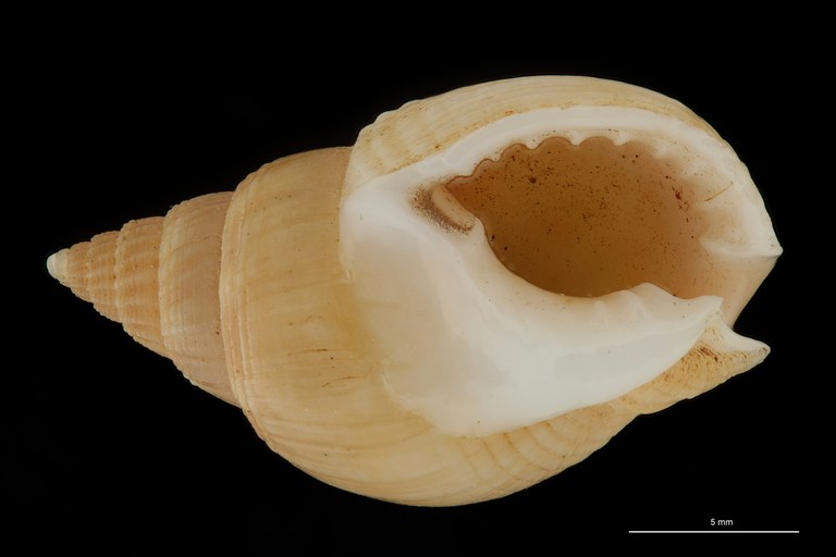BE-RBINS-INV HOLOTYPE MT 101 Nassa helleri VENTRAL ZS DMap Scaled.jpg