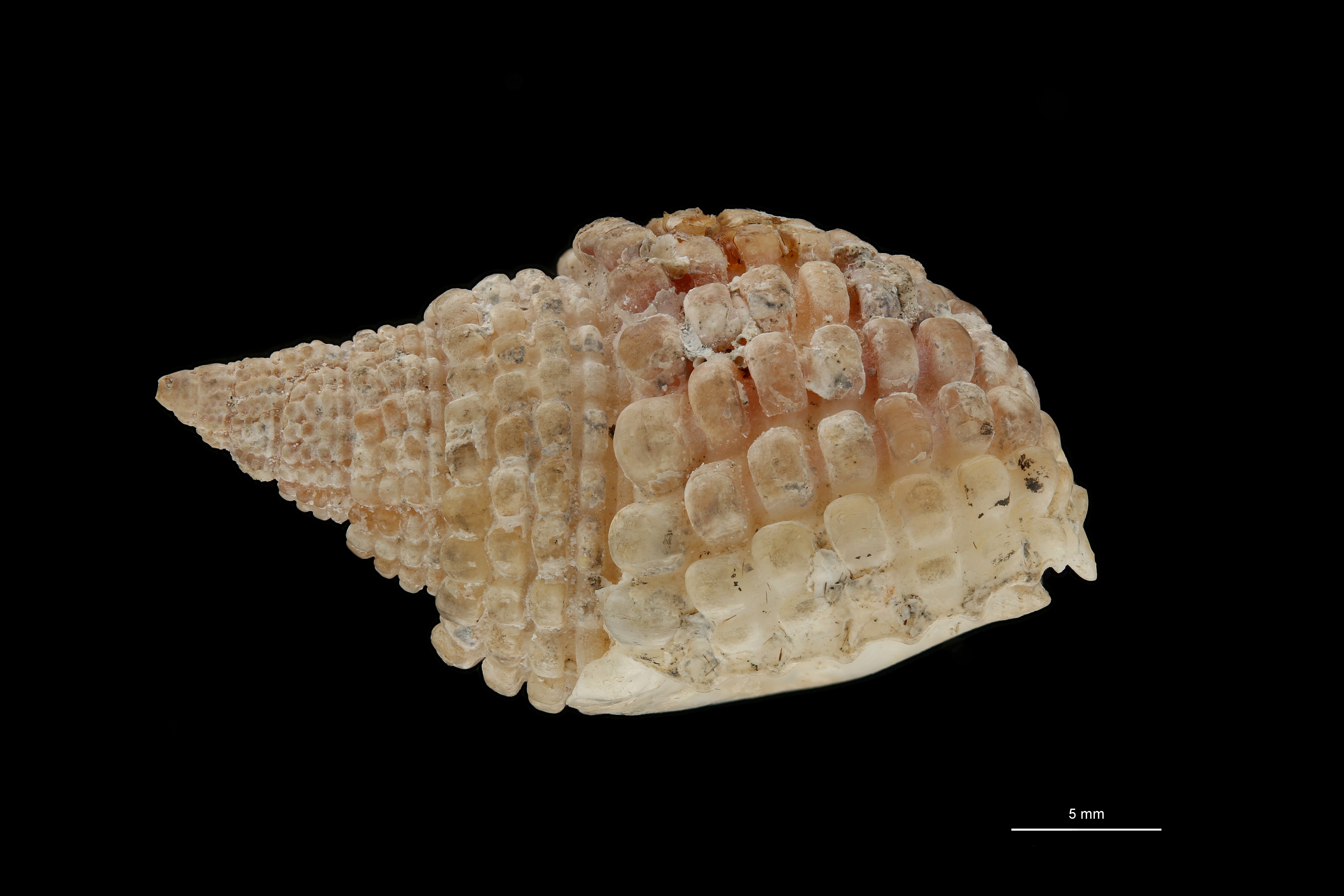 BE-RBINS-INV HOLOTYPE MT 228 Nassa (Niotha) labordei LATERAL ZS DMap Scaled.jpg