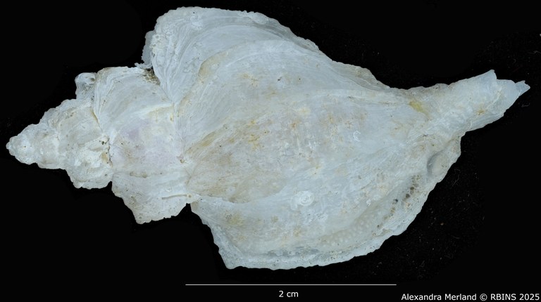 BE-RBINS-INV-MT-467-Nipponotrophon-bondarevi-ht-D.jpg BE-RBINS-INV-MT-467-Nipponotrophon-bondarevi-ht-D.jpg