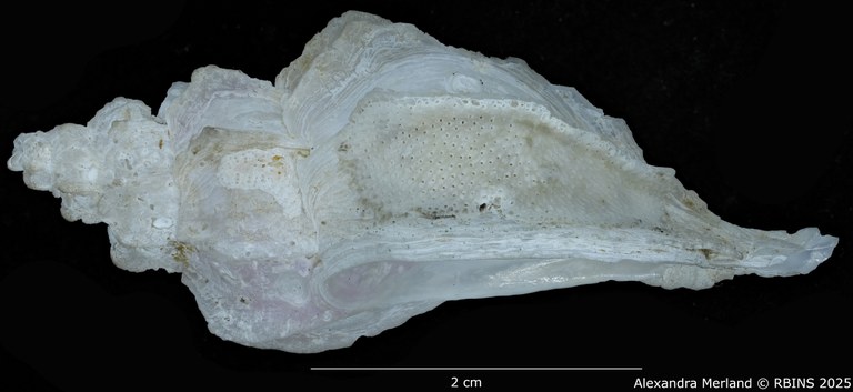 BE-RBINS-INV-MT-467-Nipponotrophon-bondarevi-ht-L.jpg