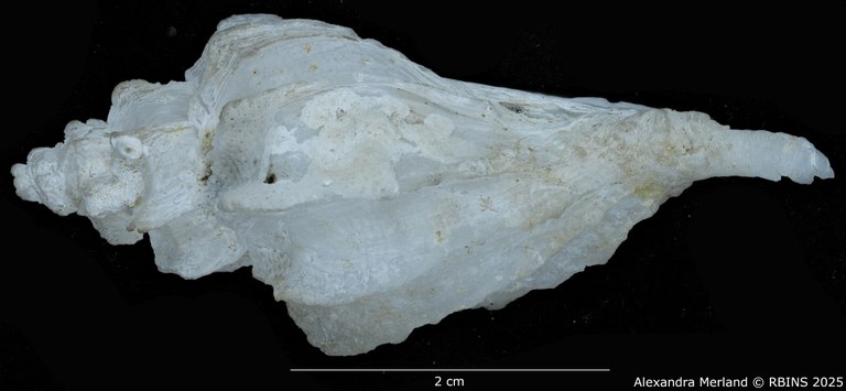 BE-RBINS-INV-MT-467-Nipponotrophon-bondarevi-ht-L2.jpg