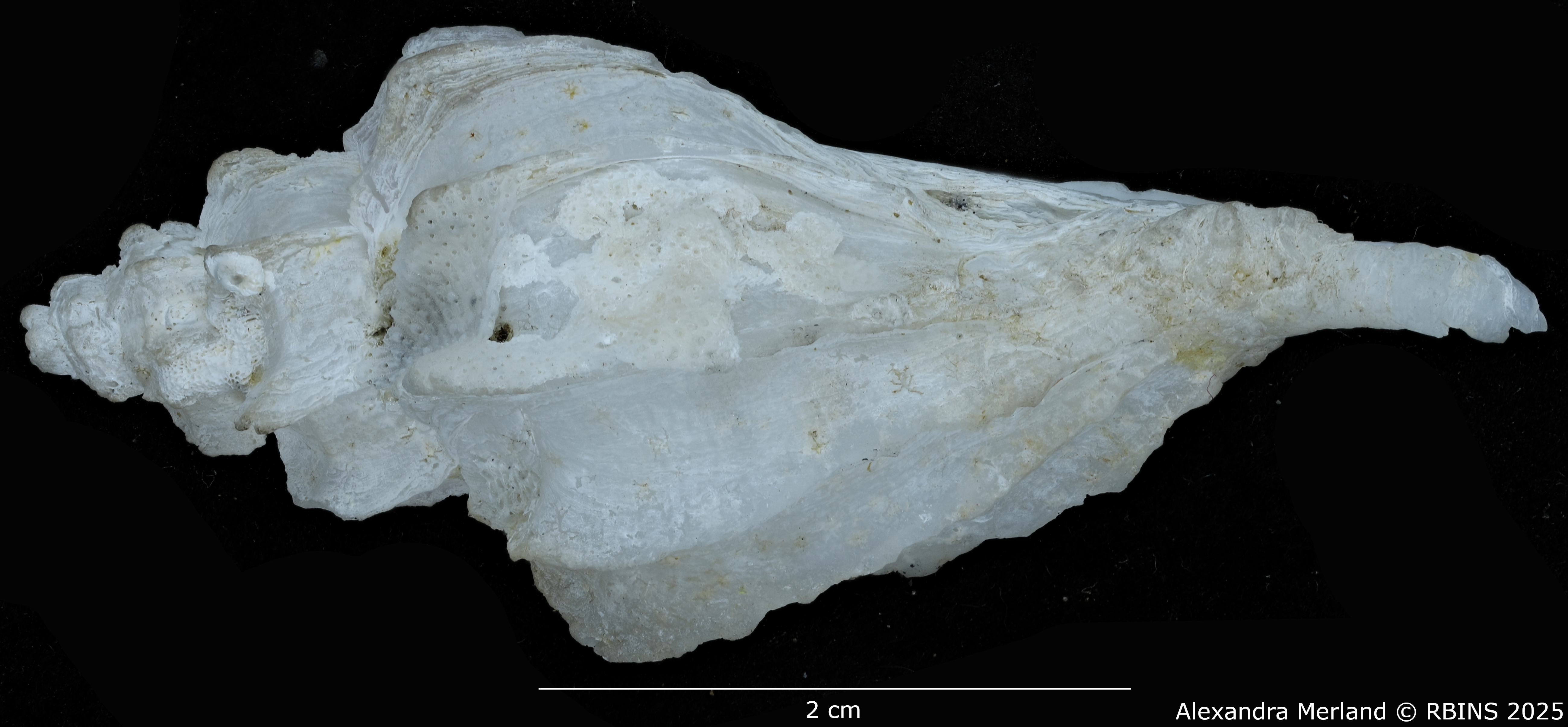BE-RBINS-INV-MT-467-Nipponotrophon-bondarevi-ht-L2.jpg