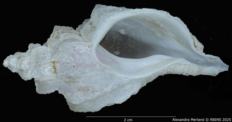 BE-RBINS-INV-MT-467-Nipponotrophon-bondarevi-ht-V.jpg BE-RBINS-INV-MT-467-Nipponotrophon-bondarevi-ht-V.jpg