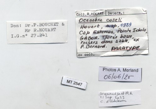 BE-RBINS-INV-MT-2547-Ocenebra-coseli-pt-label.jpg BE-RBINS-INV-MT-2547-Ocenebra-coseli-pt-label.jpg