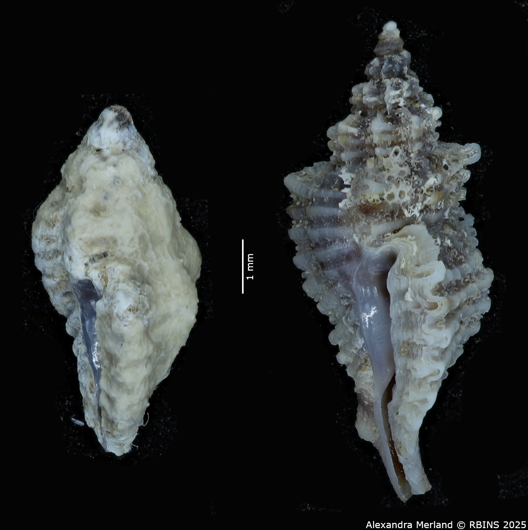 BE-RBINS-INV-MT-405-Ocenebra-isaacsi-pt-L.jpg
