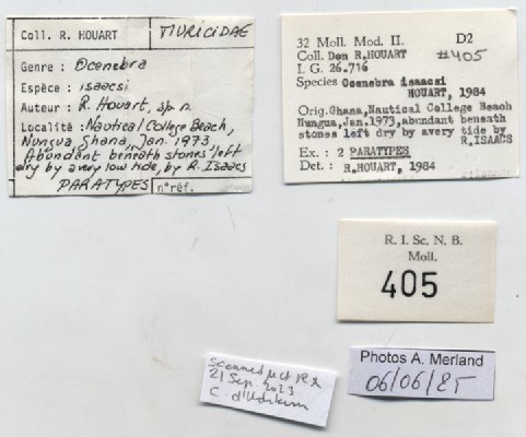 BE-RBINS-INV-MT-405-Ocenebra-isaacsi-pt-label.jpg BE-RBINS-INV-MT-405-Ocenebra-isaacsi-pt-label.jpg