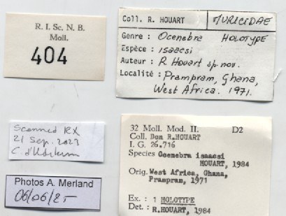 BE-RBINS-INV-MT-404-Ocenebra-isaacsi-ht-label.jpg BE-RBINS-INV-MT-404-Ocenebra-isaacsi-ht-label.jpg