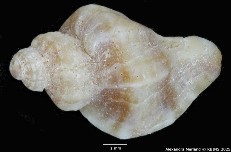 BE-RBINS-INV-MT-2524-Ocinebrina-miscowichi-st-D.jpg BE-RBINS-INV-MT-2524-Ocinebrina-miscowichi-st-D.jpg