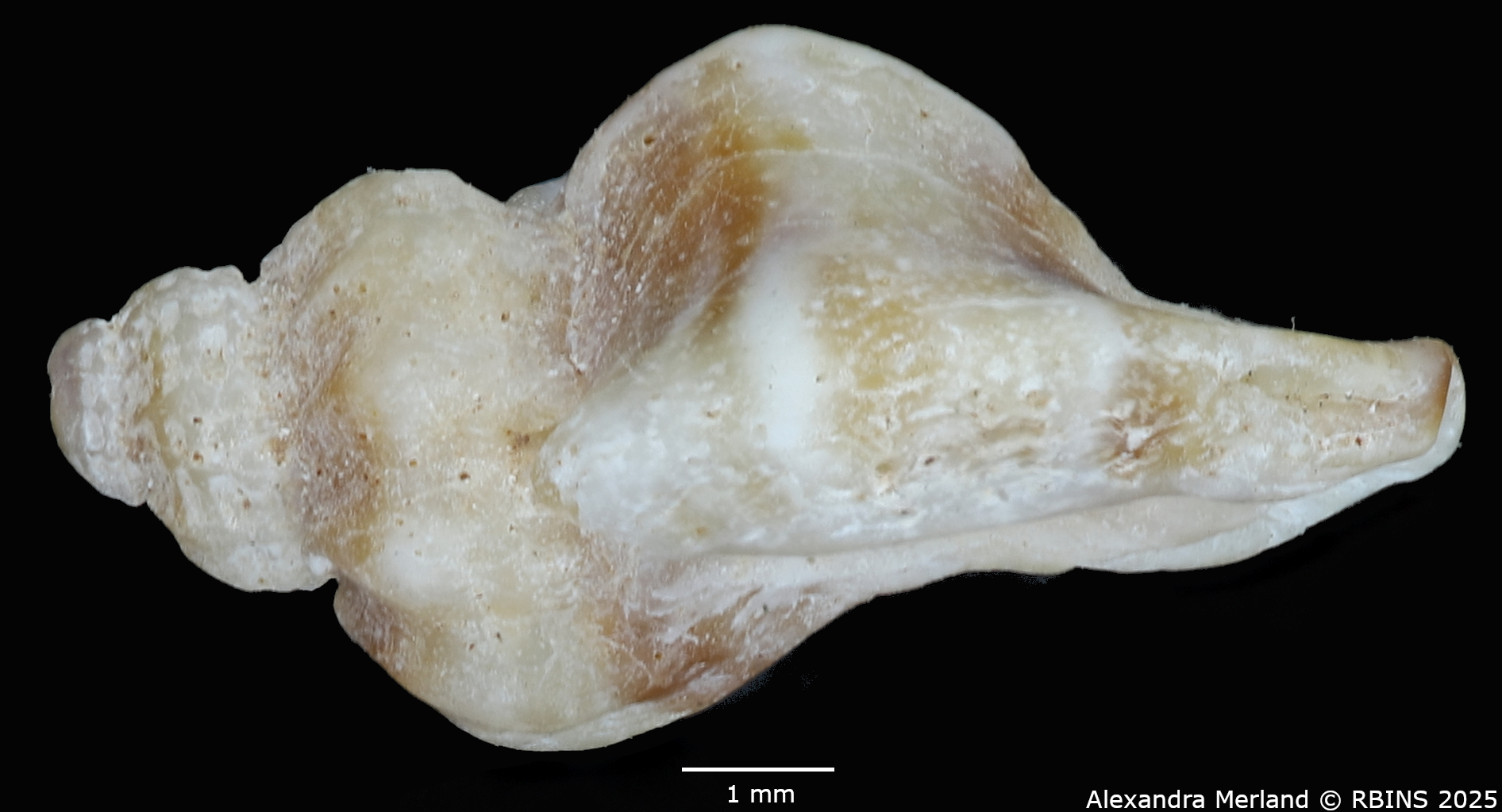 BE-RBINS-INV-MT-2524-Ocinebrina-miscowichi-st-L.jpg