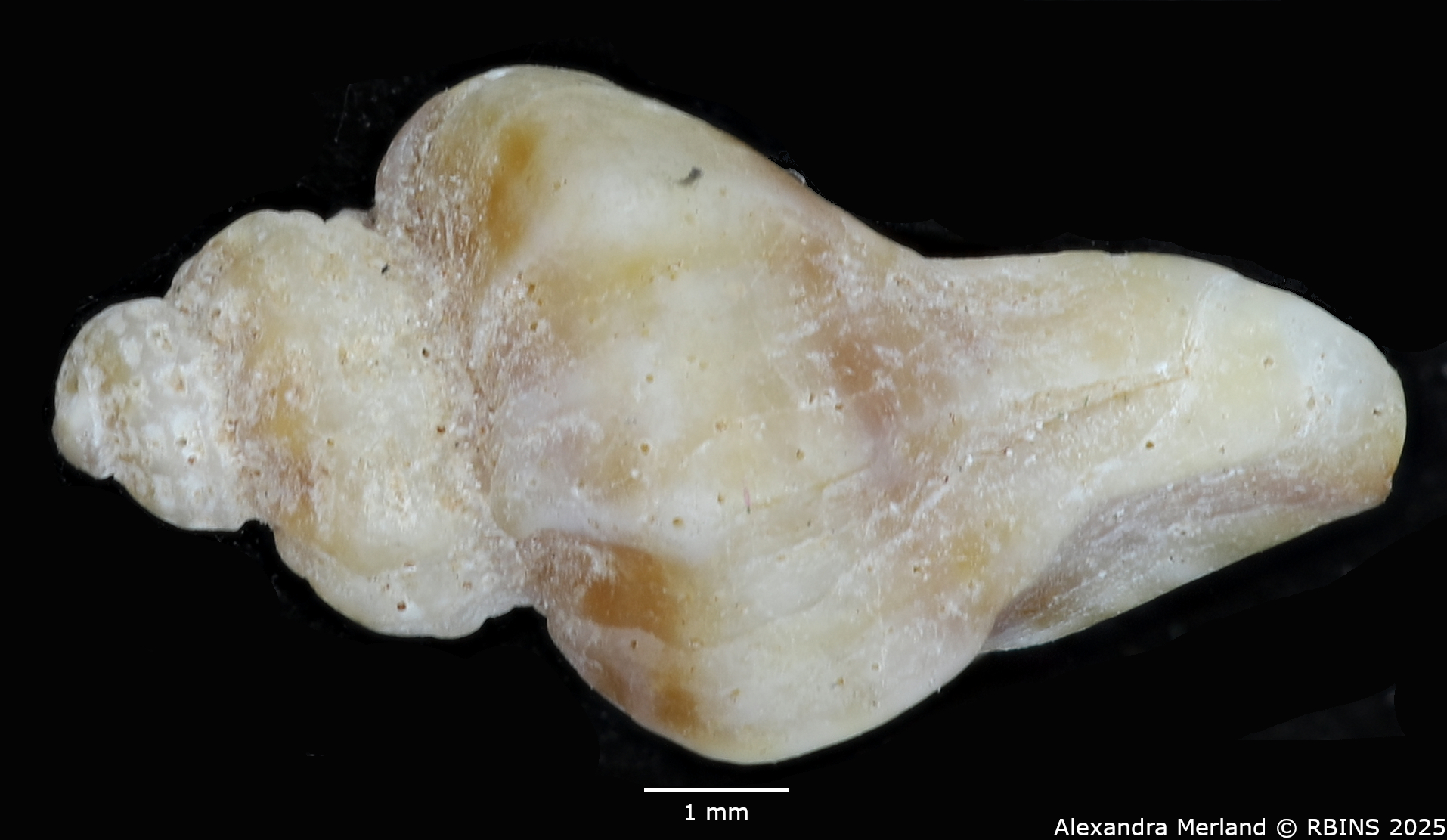 BE-RBINS-INV-MT-2524-Ocinebrina-miscowichi-st-L2.jpg